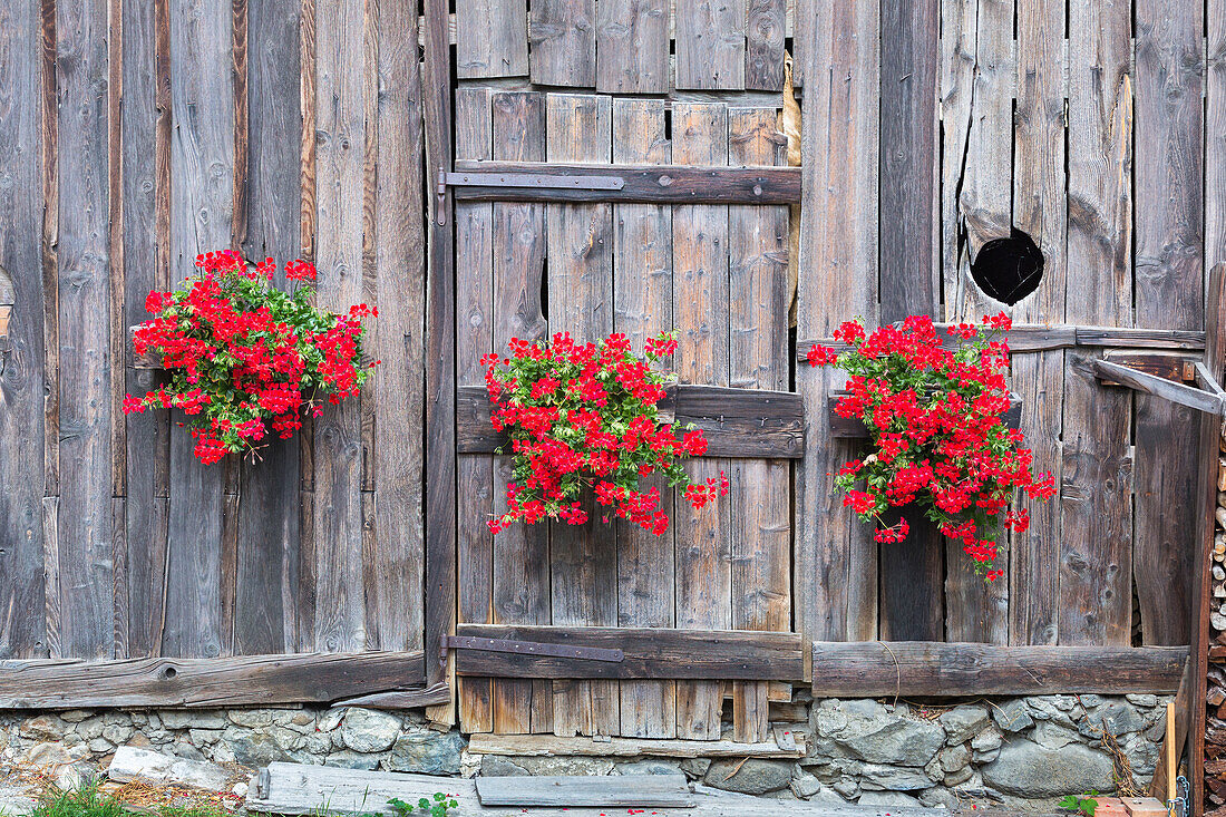 Ein Detail einer alten Hütte, Pellizzano Dorf, Sole Tal (val di Sole), Trento Provinz, Trentino-Südtirol, Italien, Europa