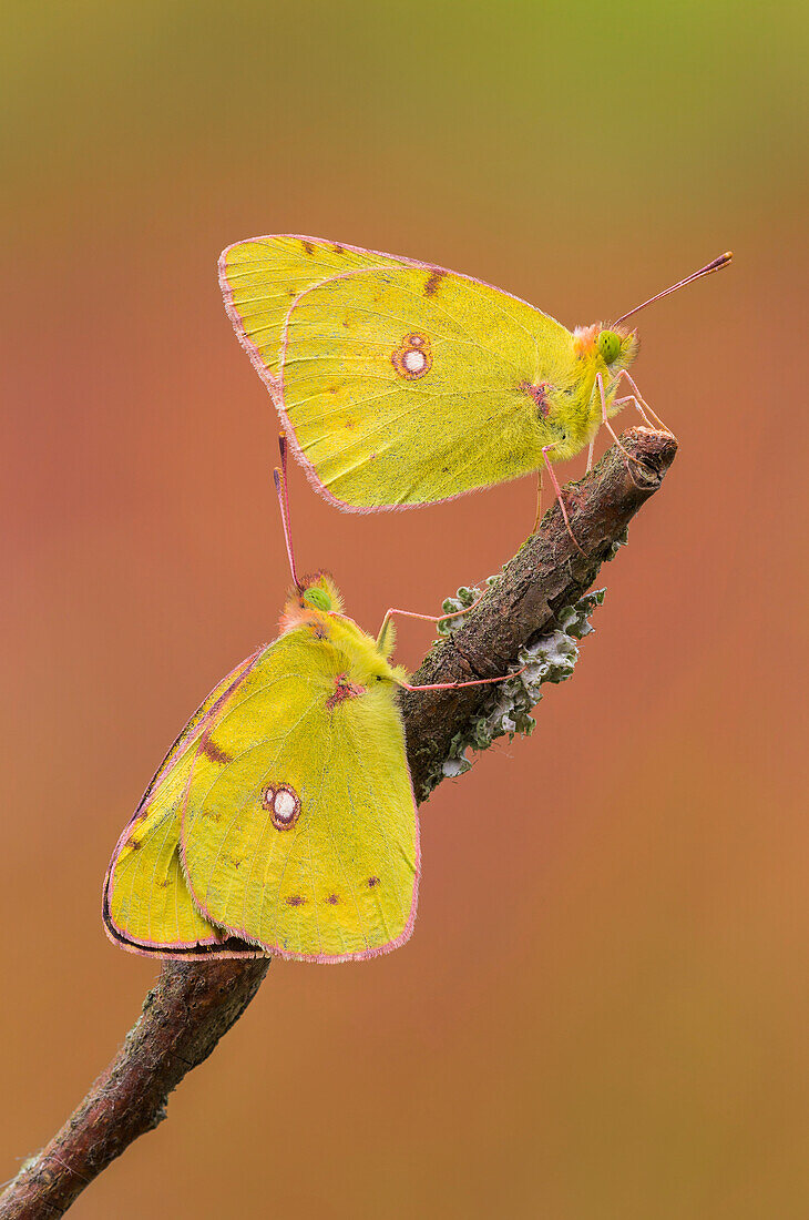 Colias Croceus, Lura-Park, Lomazzo, Provinz Como, Lombardei, Italien, Europa