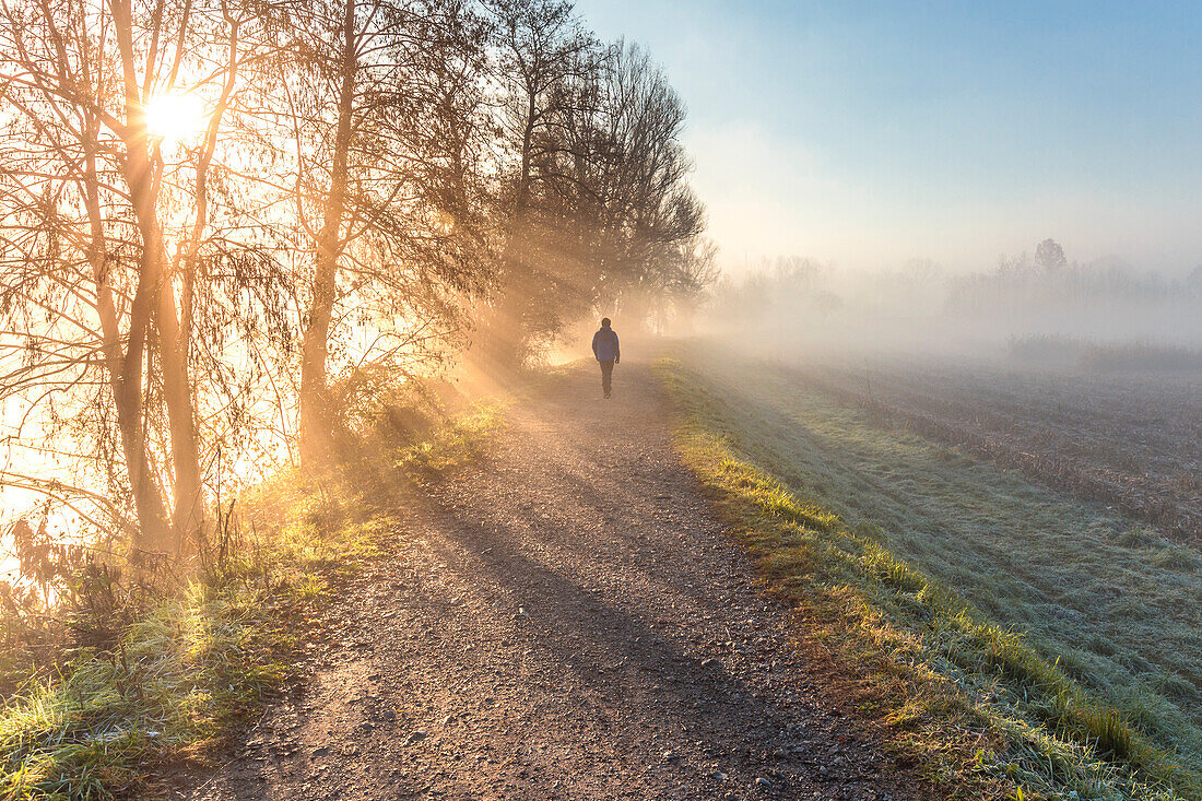 Hiker walks on the path in a foggy morning, Adda river, Airuno, Lecco province, Lombardy, Italy, Europe (MR)