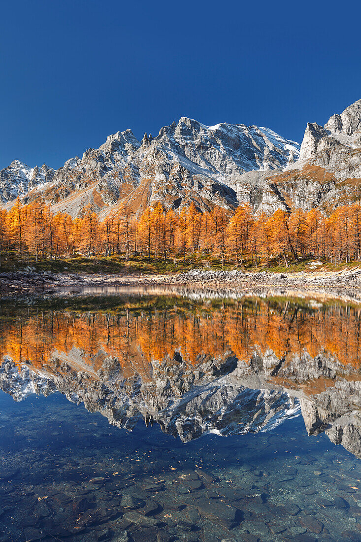 Herbstliche Reflektionen auf dem Nero-See (lago Nero), Naturpark Alpe Devero, Baceno, Alpe Veglia und Alpe Devero, Provinz Verbano-Cusio-Ossola, Piemont, Italien, Europa