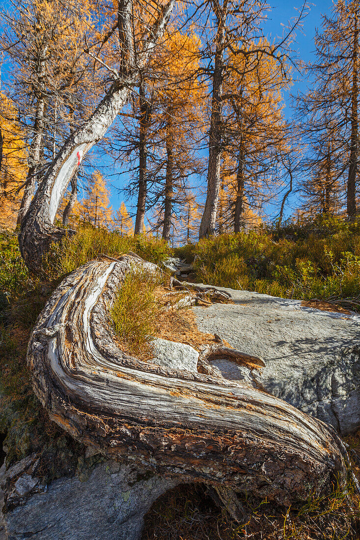 Autumnal trees on the path near Nero lake (lago Nero), Alpe Devero, Baceno, Alpe Veglia and Alpe Devero natural park, province of Verbano-Cusio-Ossola, Piedmont, italy, Europe