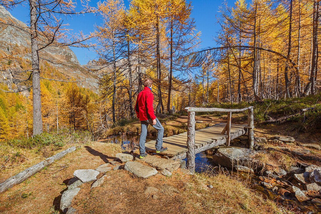 Hiker walks on the Autumnal path to reach Nero lake (lago Nero), Alpe Devero, Baceno, Alpe Veglia and Alpe Devero natural park, province of Verbano-Cusio-Ossola, Piedmont, italy, Europe (MR)