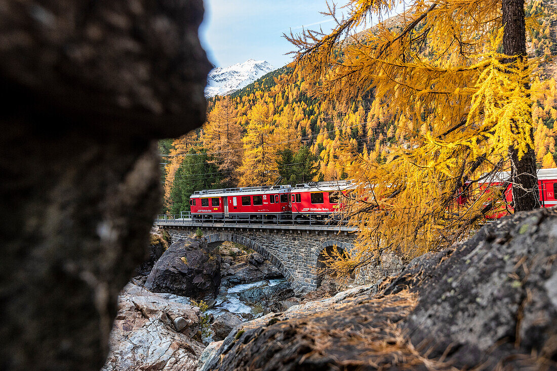 Bernina Express Zug entlang der Farben des Herbstes, Morteratsch, Engadin, Kanton Graubünden, Schweiz