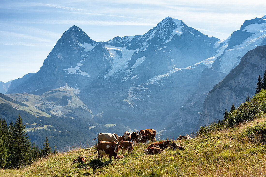 Cows grazing in front of Jungfrau Group, Murren, Lauterbrunnen, Switzerland, Europe