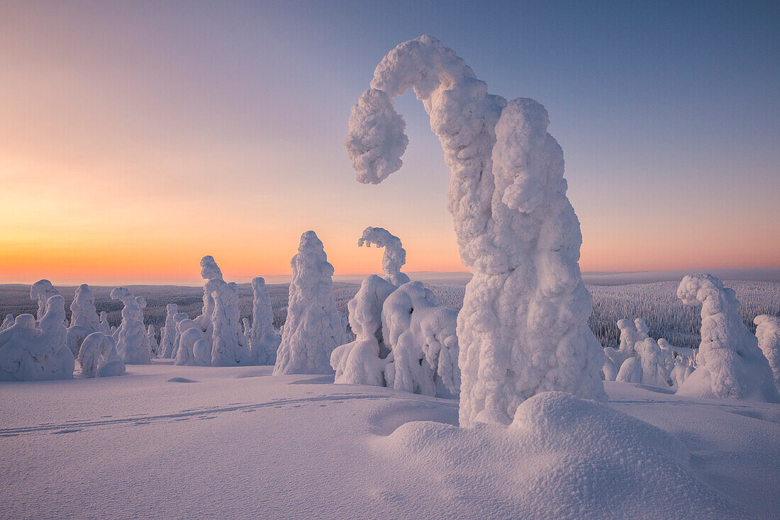 Frozen trees in the snowy woods at Riisitunturi National Park during sunset, Posio, Lapland, Finland, Europe