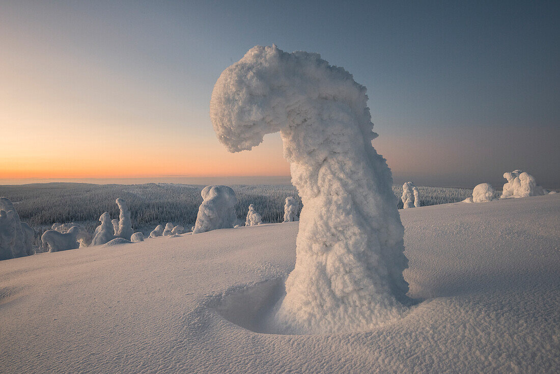 Gefrorene Bäume in den verschneiten Wäldern des Riisitunturi-Nationalparks während des Sonnenuntergangs, Posio, Lappland, Finnland, Europa