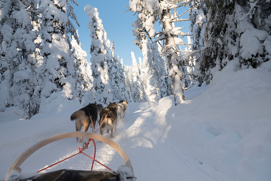 Schlittenhund in verschneitem Waldgebiet, Kuusamo, Lappland, Finnland, Europa