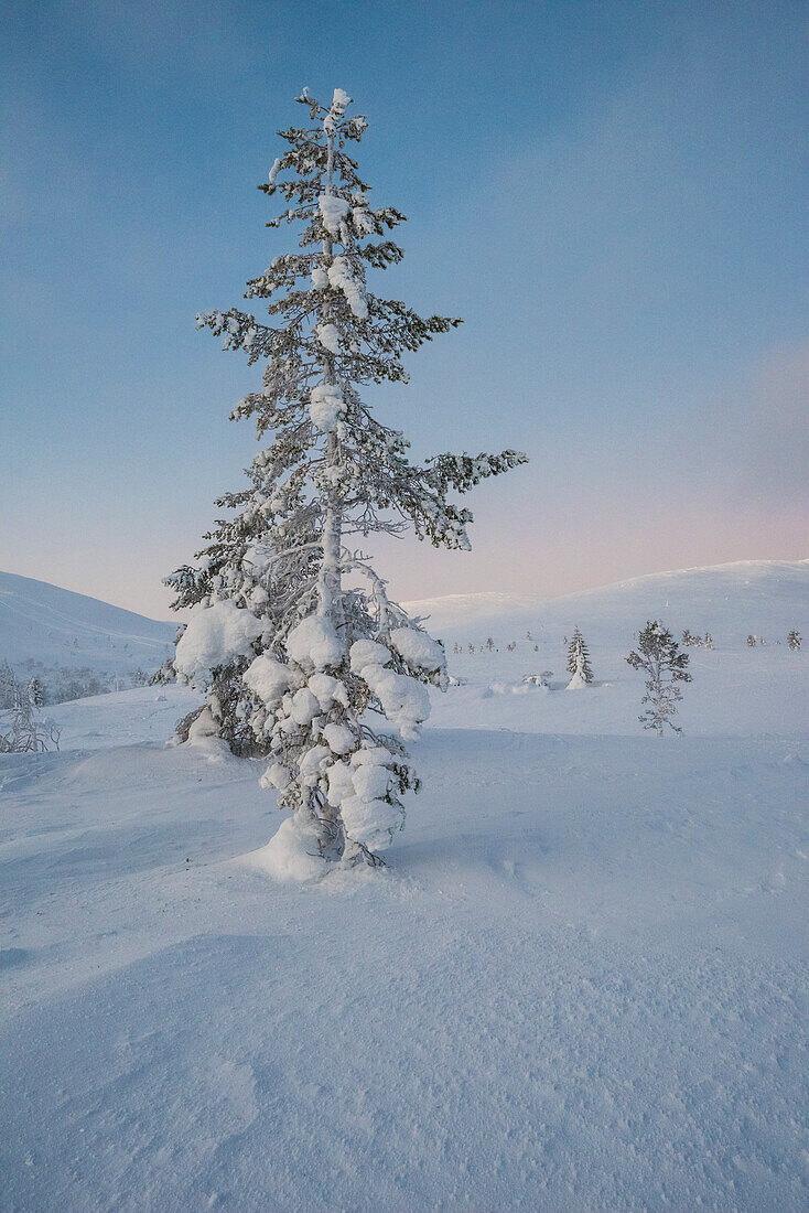Gefrorene Bäume im Pallas-Yllastunturi-Nationalpark bei Sonnenuntergang, Muonio, Lappland, Finnland, Europa