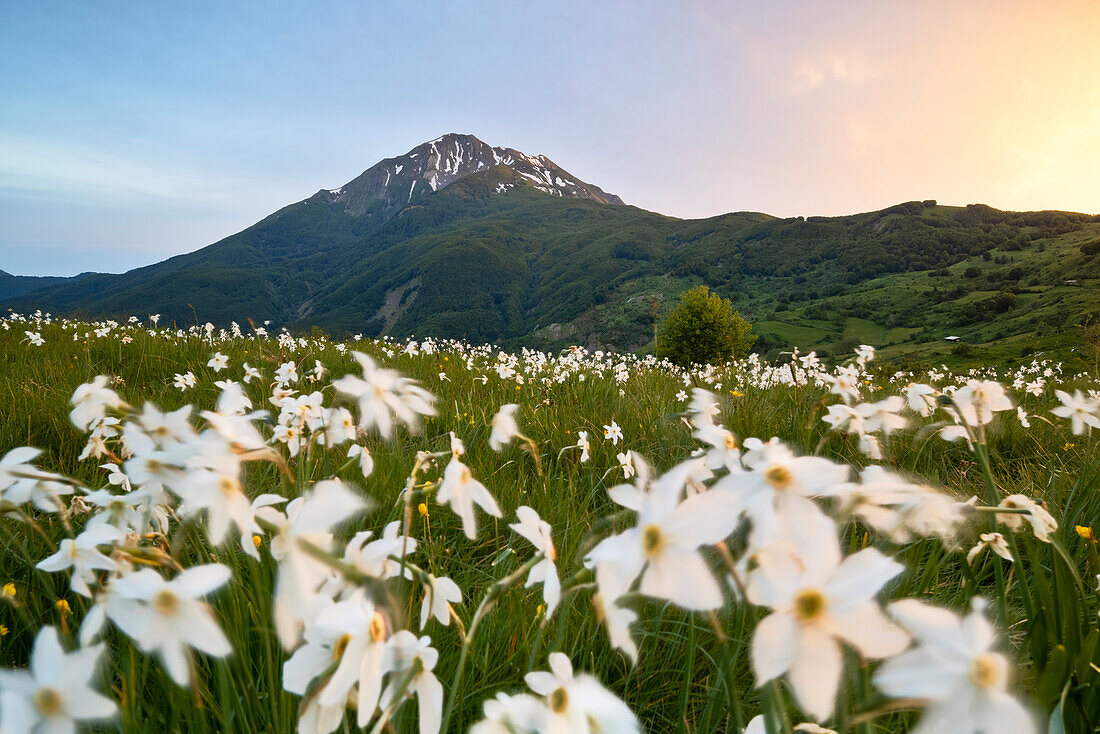 Ein blühendes Feld mit dem Berg Belfiore im Hintergrund, aufgenommen während eines warmen Sonnenuntergangs im Sommer, Toskana-Emilianischer Nationalpark, Gemeinde Ventasso, Provinz Reggio Emilia, Region Emilia-Romagna, Italien, Europa