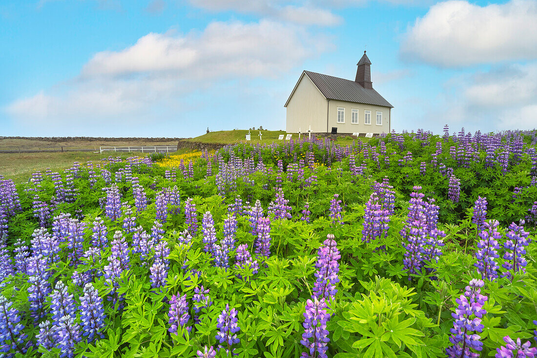 Lupinen wuchern auf dem grünen Rasen um die Strandakirkja, Sudurland, Island