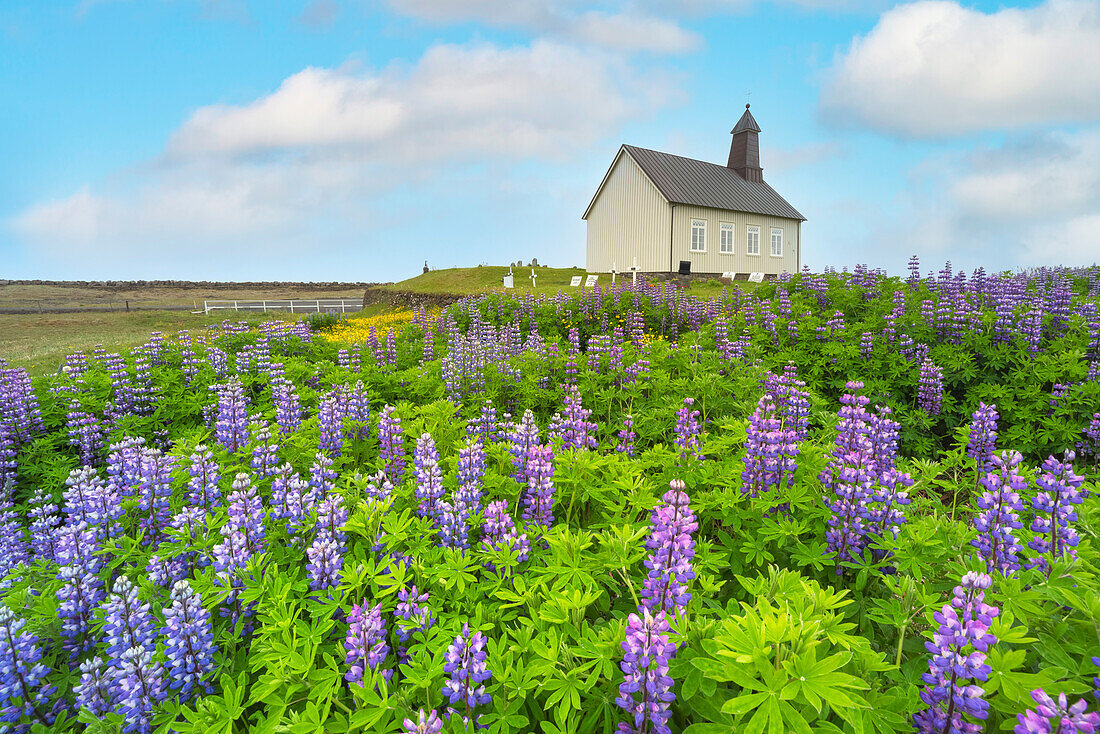 Lupins wrap the green lawns around the Strandakirkja, Sudurland, Iceland