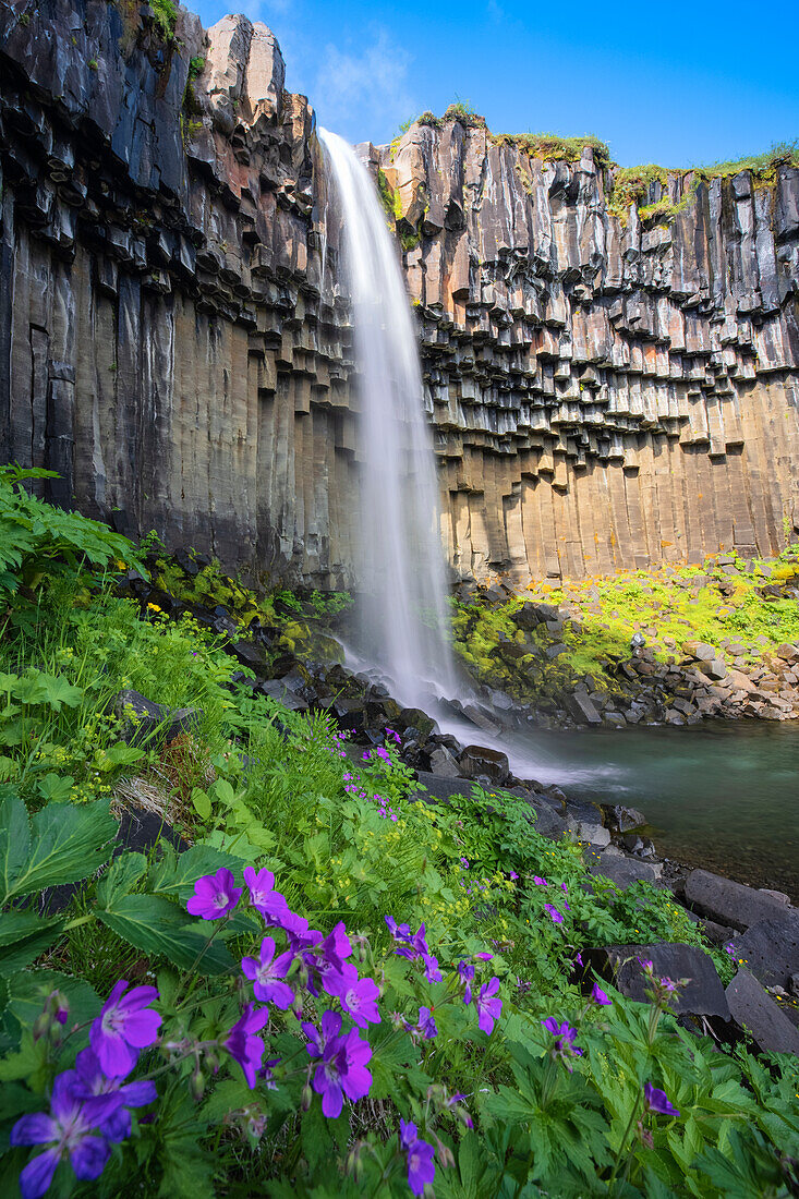 beautiful view of Svartifoss waterfalls during a summer day, Austurland, Iceland, Europe