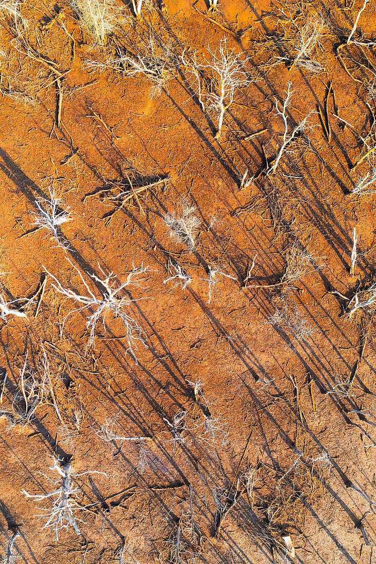 vertical aerial view taken by drone of old dead trees, municipality of Santander, Cantabria province, Spain, Europe