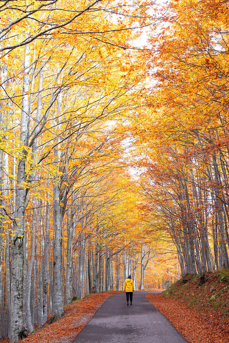 Ein Wanderer genießt die herrlichen Farben des Herbstes in den Apenninen, Nationalpark Toskanisch-Emilianischer Raum, Gemeinde Ventasso, Provinz Reggio Emilia, Region Emilia Romagna, Italien, Europa