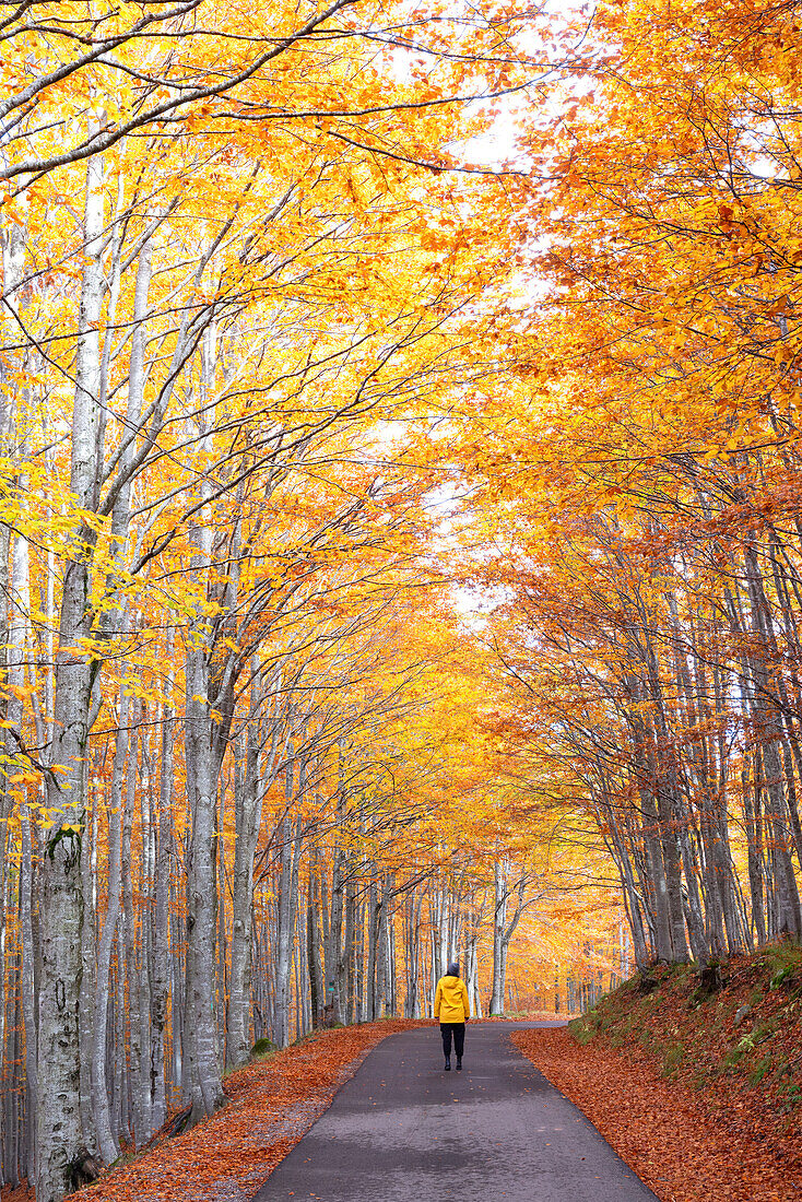 one hiker enjoy the magnificient colours of the autumn in the Apennines, Tuscan-Emilian National Park, municipality of Ventasso, Reggio Emilia provincie, Emilia Romagna district, Italy, Europe