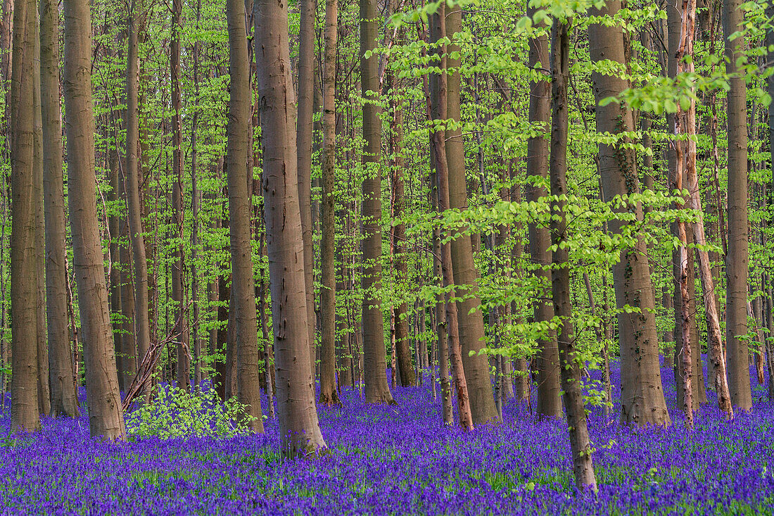 The Bluebells forest at Hallerbos, Belgium, Europe
