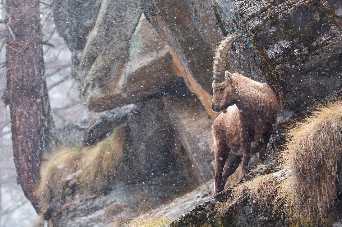 An alpine ibex during a snowfall in its enviroment, Piedmont, Italy