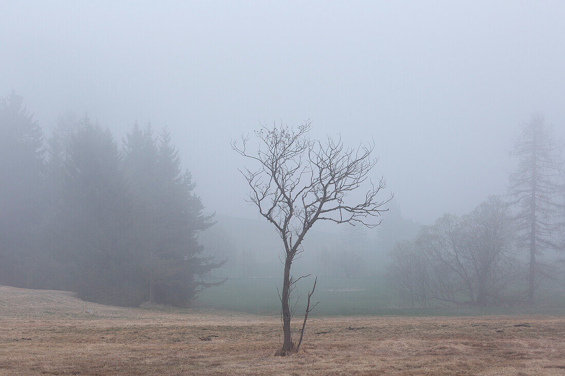A solitary dead tree in the fog at Folgaria, Trentino, Italy