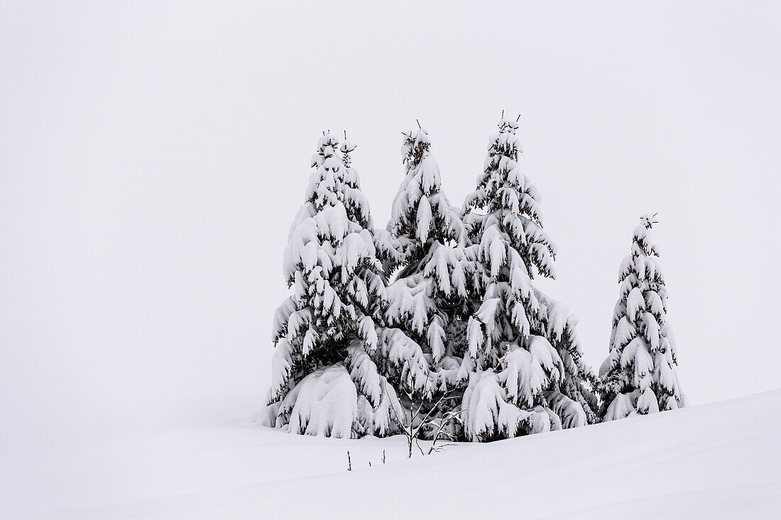 Fir's family in winter at Passo Coe, Trentino, Italy