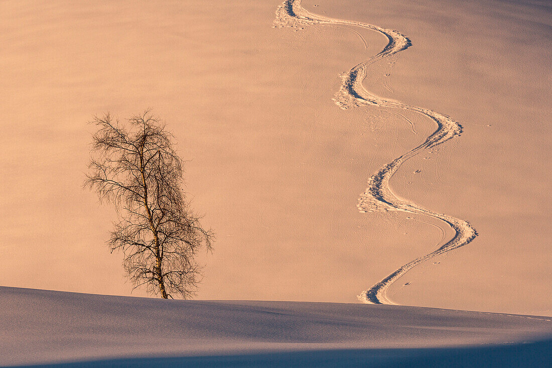 Ein einsamer Baum im Schnee im Winter auf der Alpe Cimbra, Trentino, Italien