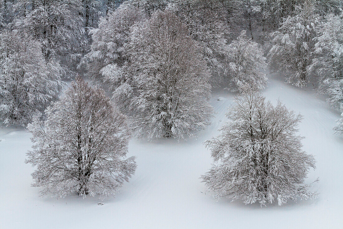 Buchen im Winter in den Abruzzen, Italien