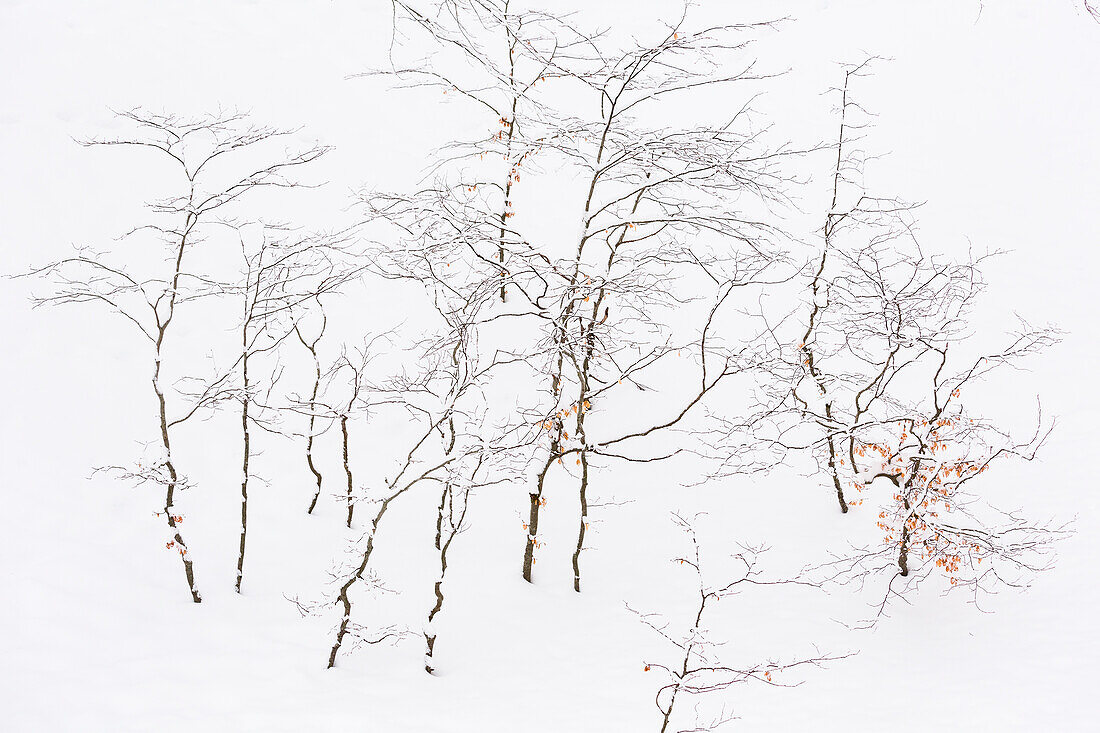 Kleine Bäume im Schnee in den Abruzzen, Italien