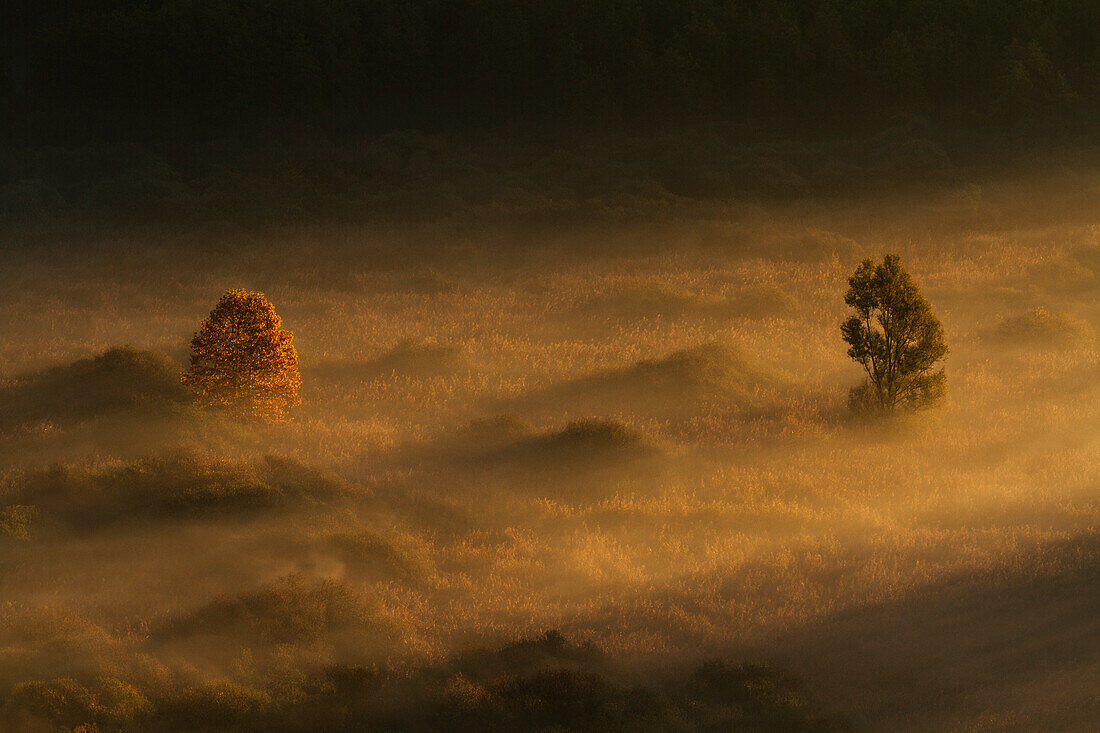 Two solitary trees in autumn at Airuno, Lombardy, Italy