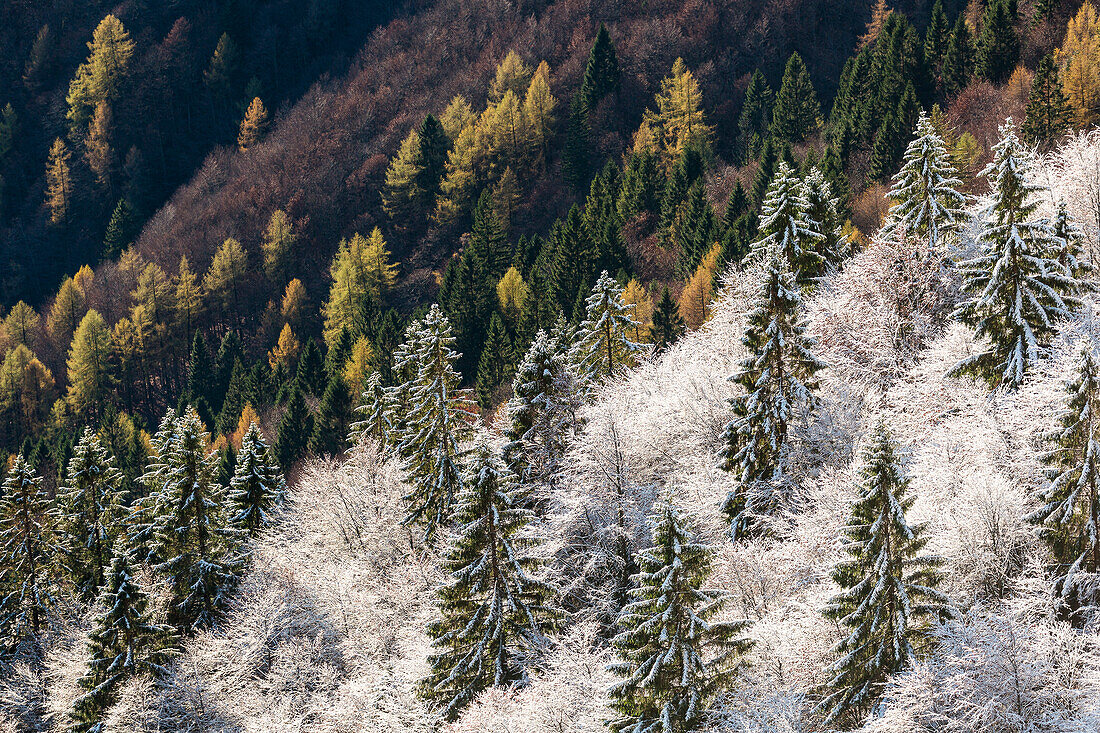 Bäume zwischen Herbst und Winter in Venetien, Italien