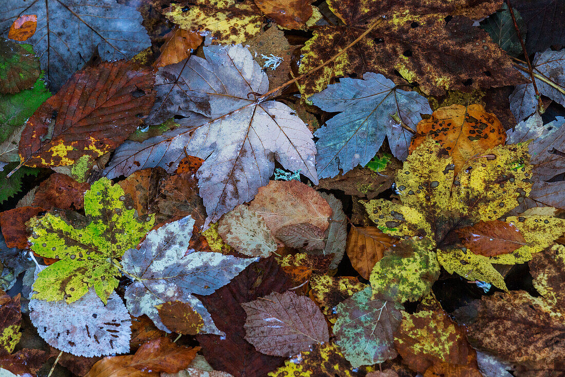 A bed of leaves in autumn at Alpe Cimbra, Trentino, Italy