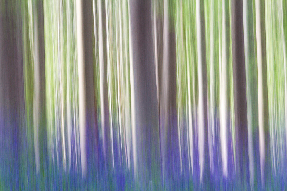 Eine kreative Vision von Bäumen im Wald von Hallerbos, Belgien, Europa