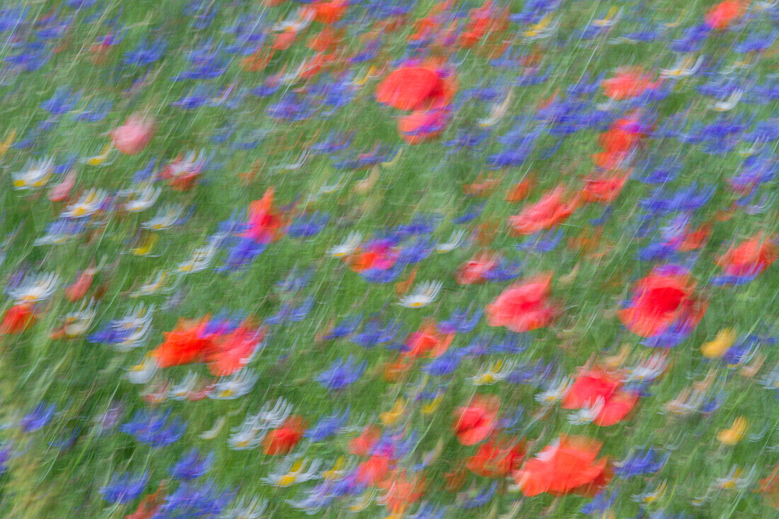 A creative photograph on flowers at Castelluccio of Norcia, Umbria, Italy