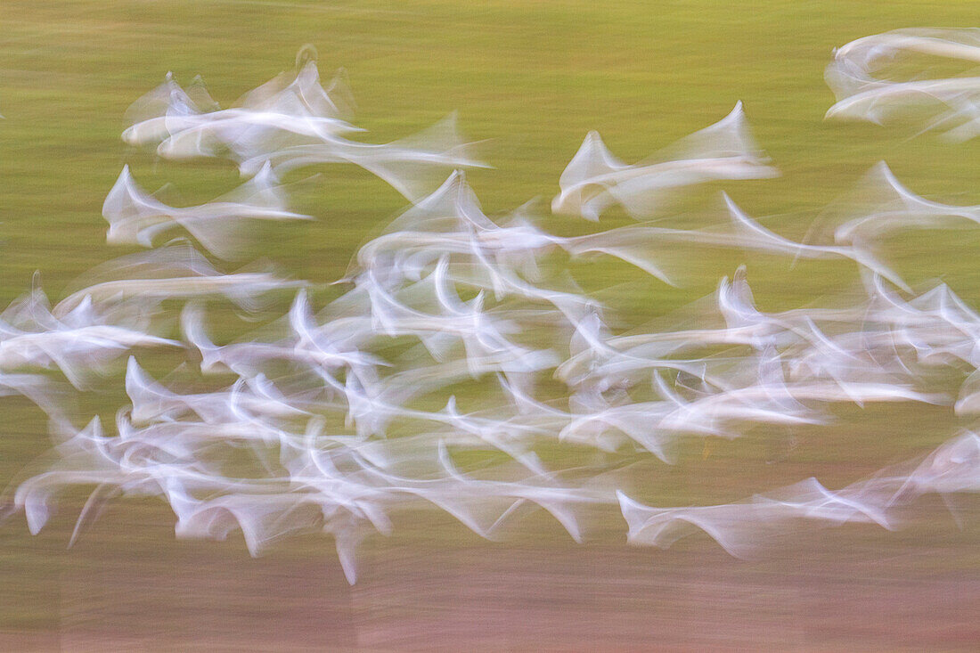 An abstract vision of seagulls flight at Finland, Europe