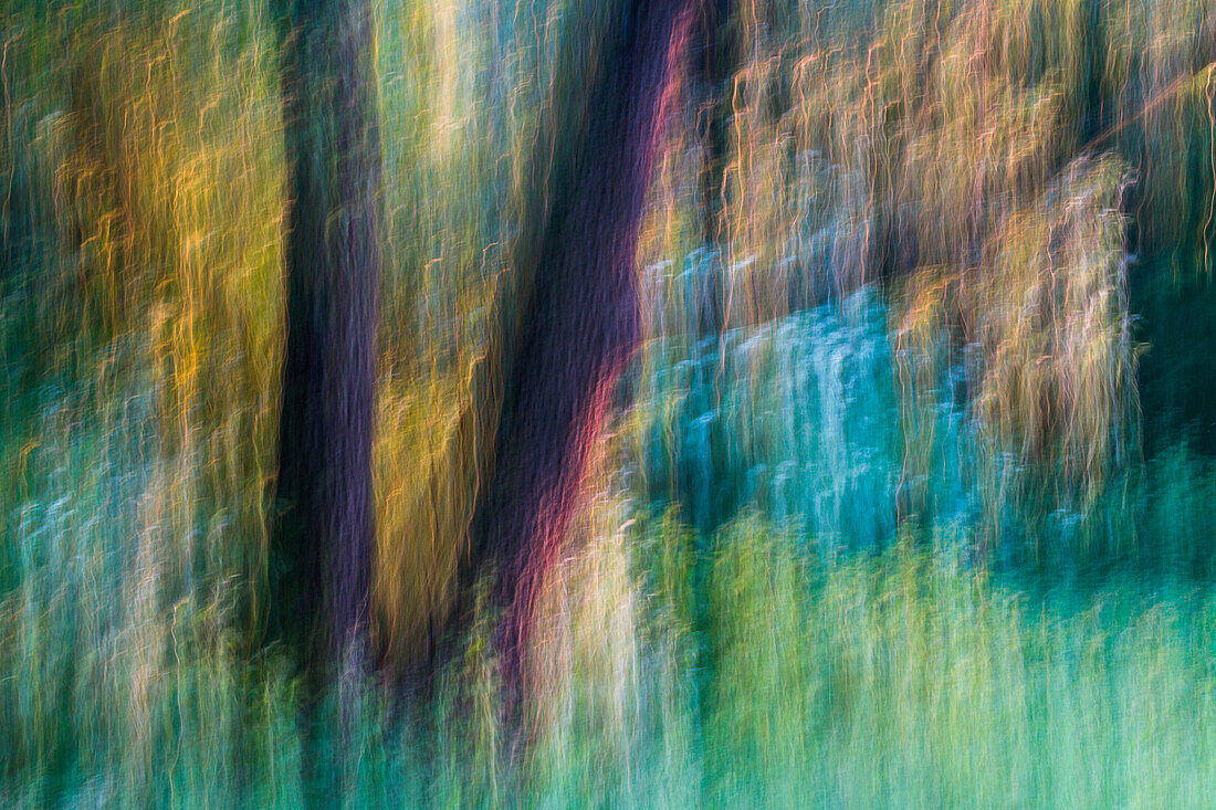 Eine kreative Fotografie auf einem Baum in der Lombardei, Italien