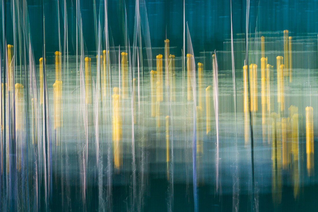 Eine kreative Aufnahme von gelben Seerosen am Terlago-See, Trentino, Italien