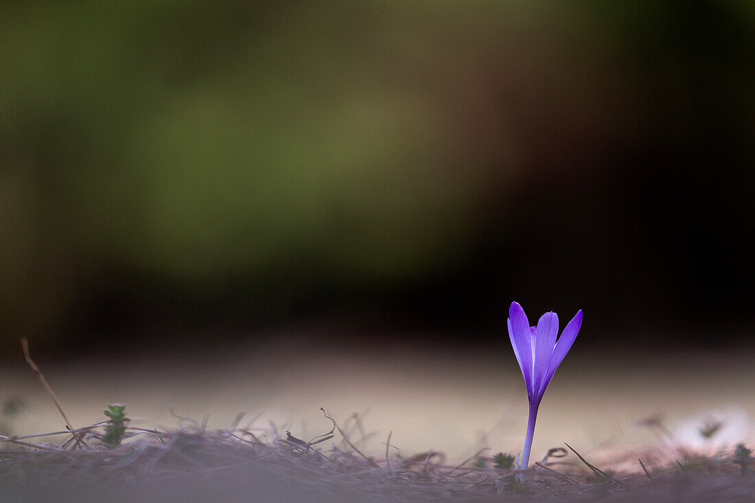 Crocus flower between light and shadow at Alpe Cimbra, Trentino, Italy