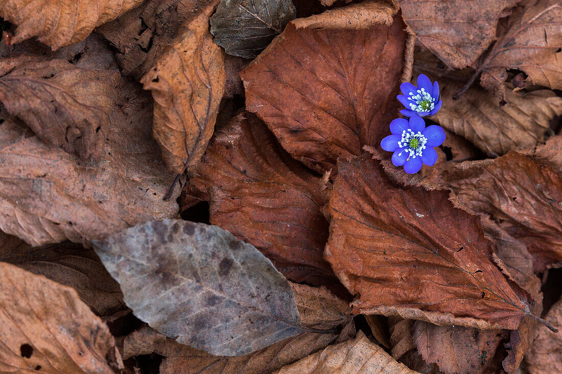 Hepatica nobilis auf einem Laubbett in Levico Terme, Trentino, Italien