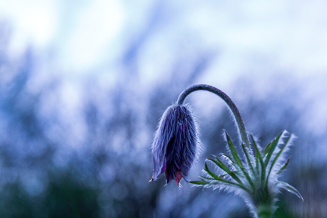 Pulsatilla montana in the early morning at Monte Barro, Lombardy, Italy