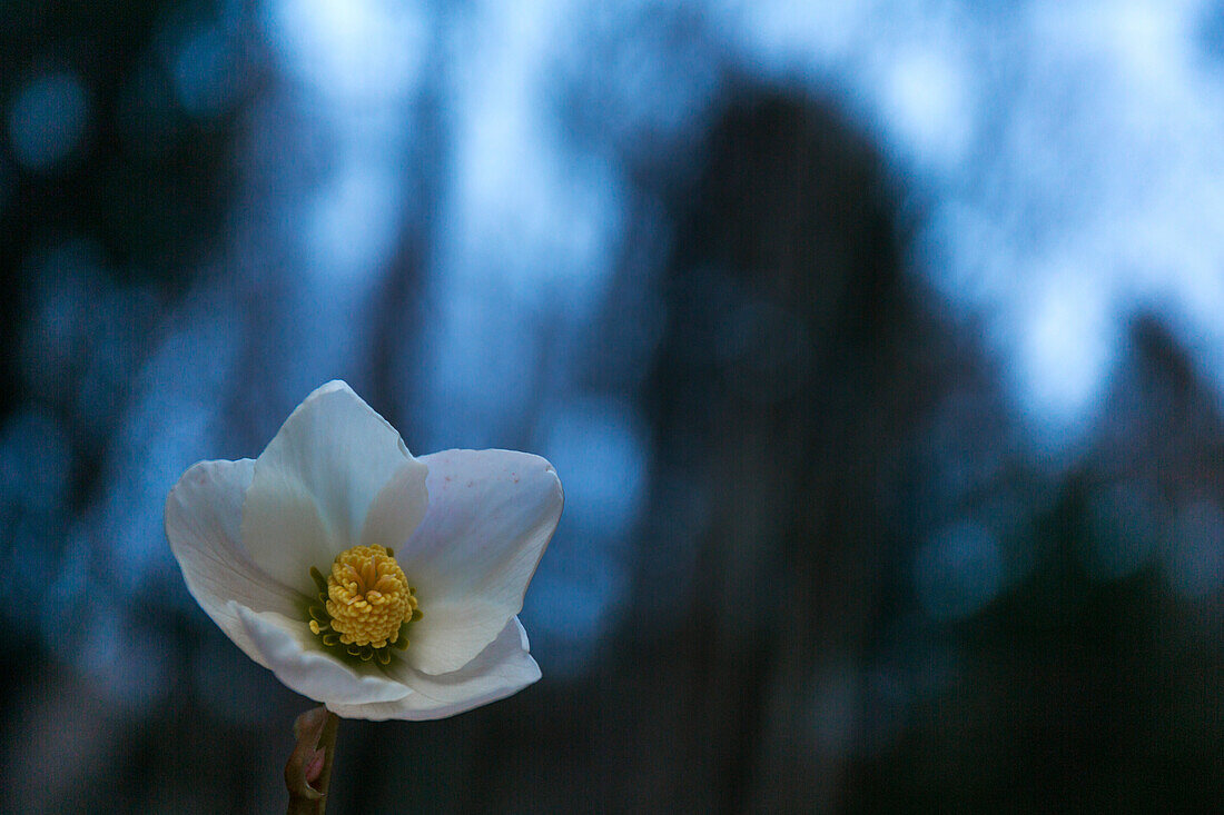 Helleborus in der Dunkelheit auf der Alpe Cimbra, Trentino, Italien