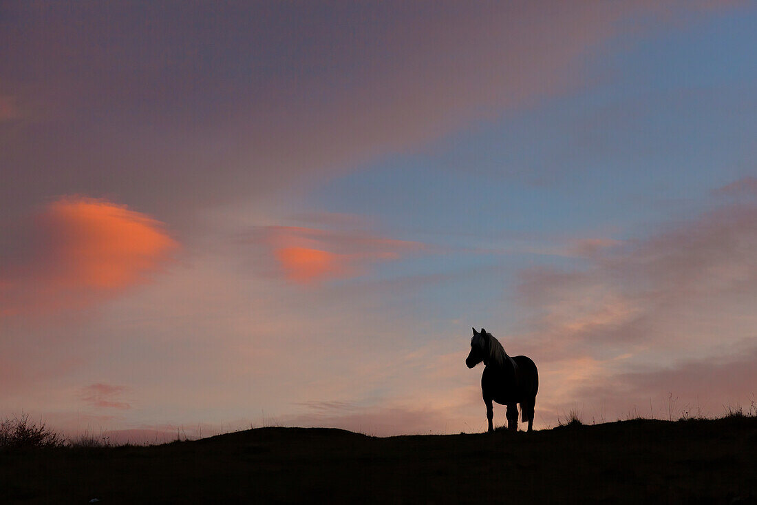 A horse on the pastures of Mezzomiglio Alm, Alpago, Belluno province, Veneto, Italy.