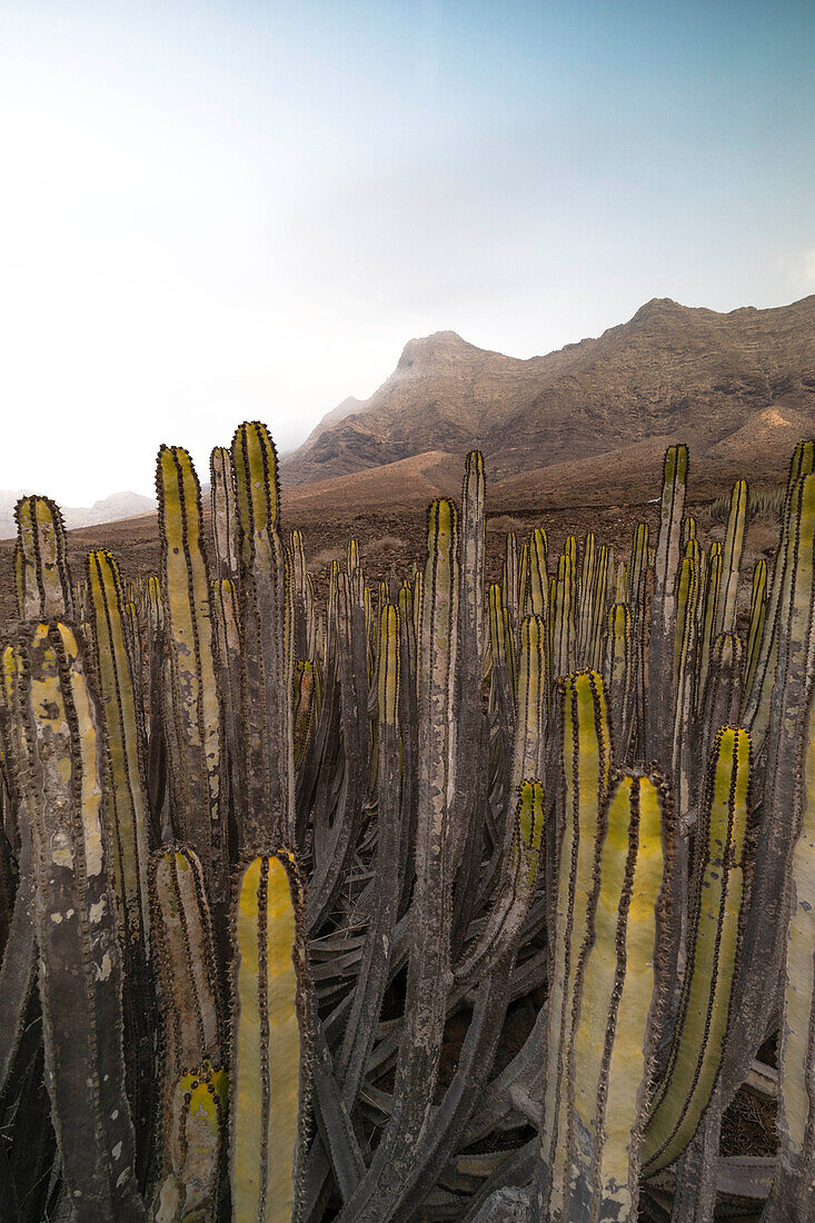 a long exposure to capture the beautiful view near to Playa de Cofete during a summer day, with the cactus in foreground, Natural Park de Jandia, Fuerteventura, Canary Island, Spain, Europe
