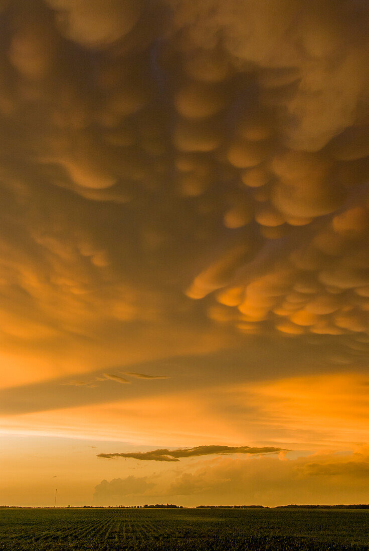 Mammatus clouds at sunset over Canadian prairie agricultural fields.