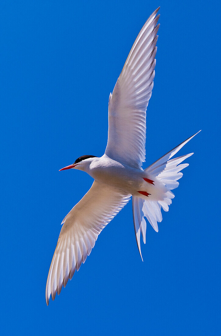 Arctic Tern (Sterna paradisaea) on Hudson Bay, Churchill, Manitoba, Canada. Arctic Terns nest commonly in Northern Manitoba, Nunavut, and the Northwest territories. They defend their nests and young very aggressively against all predators and threats including humans.
