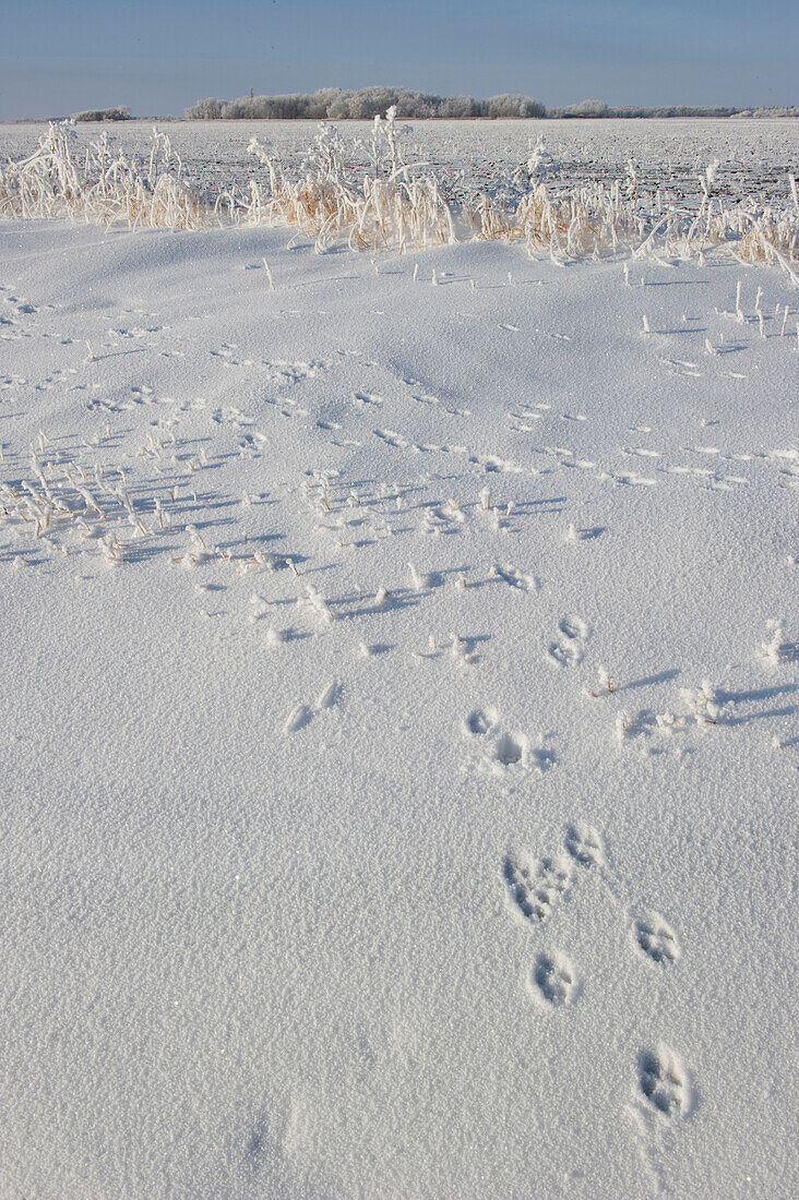 Kaninchenspuren auf verschneitem Feld mit Raureif