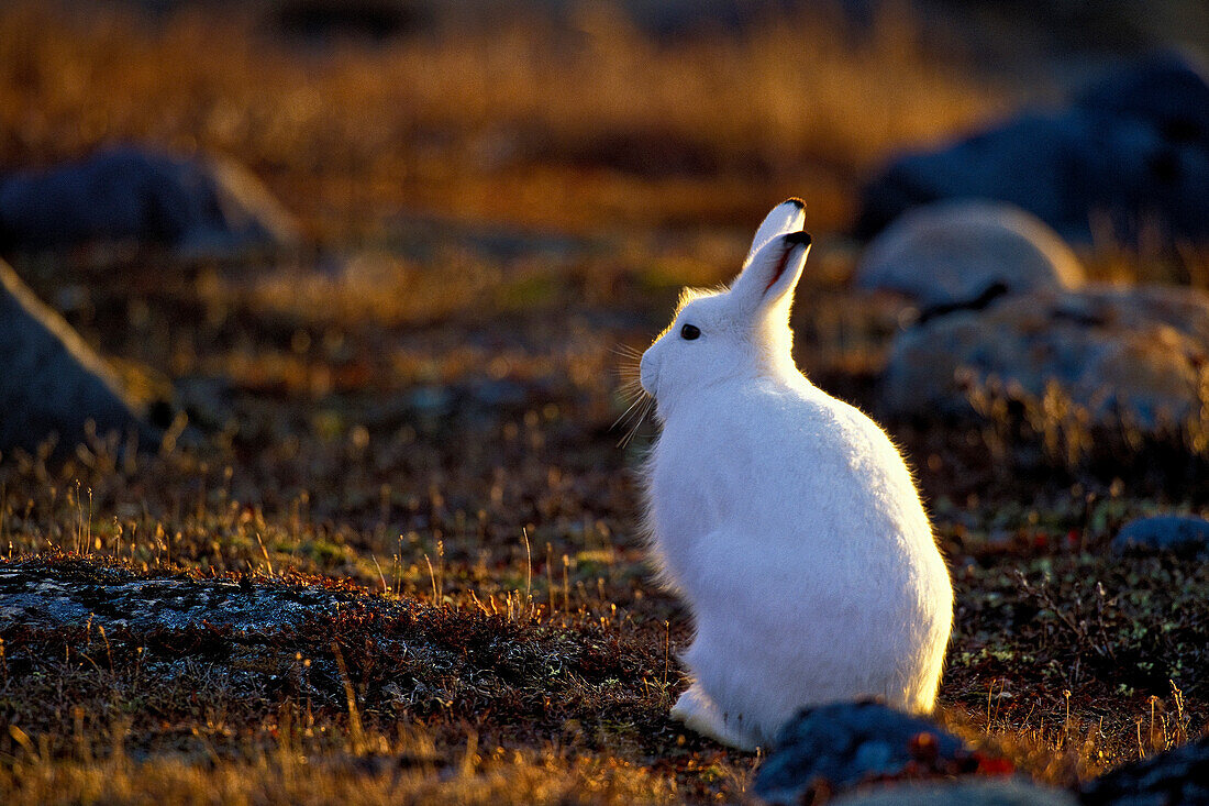 Arctic Hare (Lepus Arcticus) in Fall tundra setting at sunset, Churchill, MB, Canada