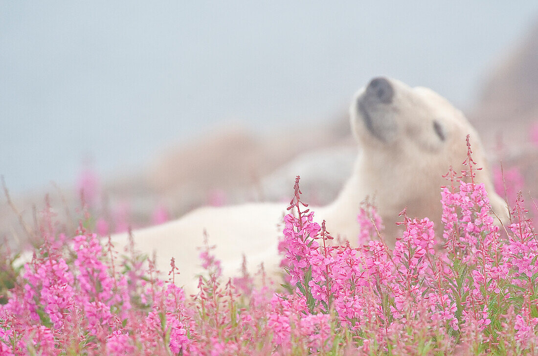 Eisbär (Ursa maritimus) im Feuergras (Epilobium angustifolium) auf einer Insel vor der subarktischen Küste der Hudson Bay, Churchill, Manitoba, Kanada. Die Bären verbringen den Sommer auf der Insel und halten Ausschau nach unvorsichtigen Robben oder toten Walen, die sie anspülen. Die globale Erwärmung hat ihren Winter verkürzt, so dass sie im Sommer verstärkt auf Nahrungssuche gehen.