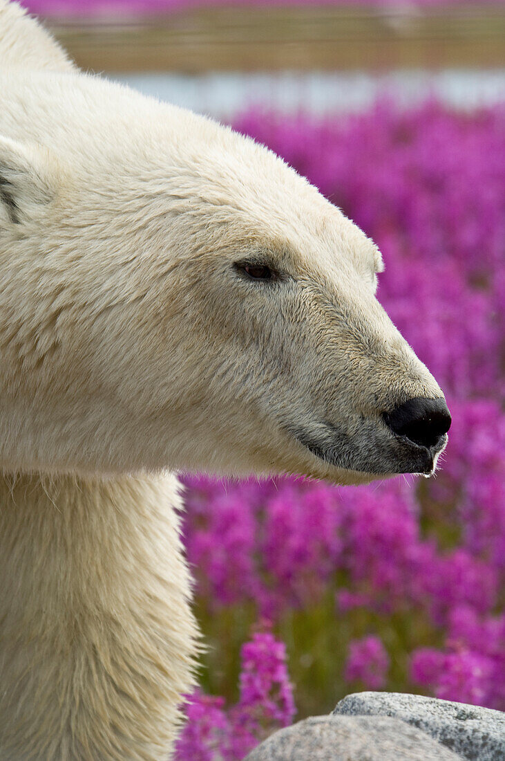 Eisbär (Ursa maritimus) im Weidenröschen (Epilobium angustifolium)