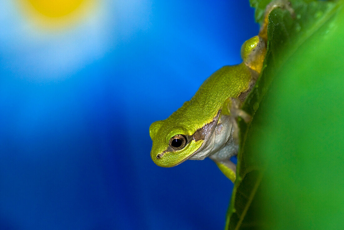 Grauer Laubfrosch (Rainette Versicolore)