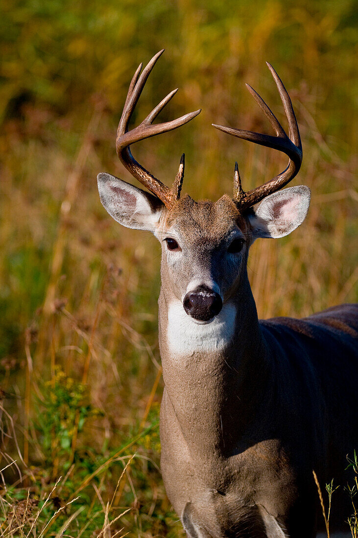 White-tailed Deer (Odocoileus virginianus) mature adult doe in sunset light, Buffalo Point, MB, Canada