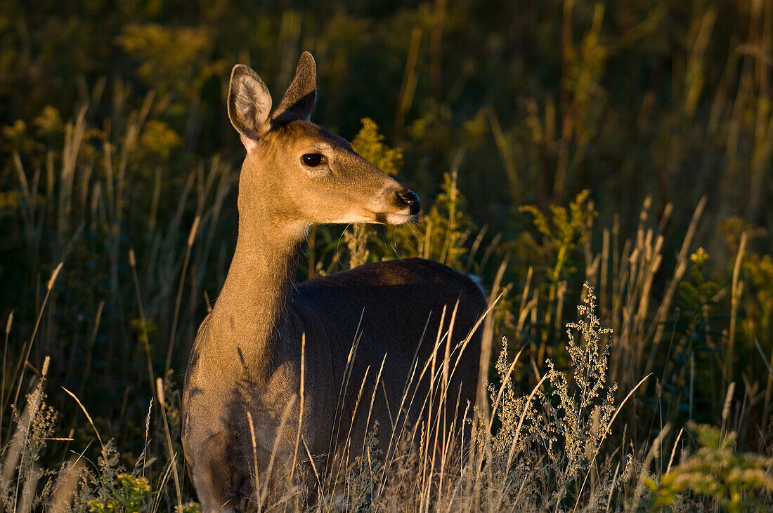 Weißwedelhirsch (Odocoileus virginianus), ausgewachsene Ricke im Licht des Sonnenuntergangs, Buffalo Point, MB, Kanada