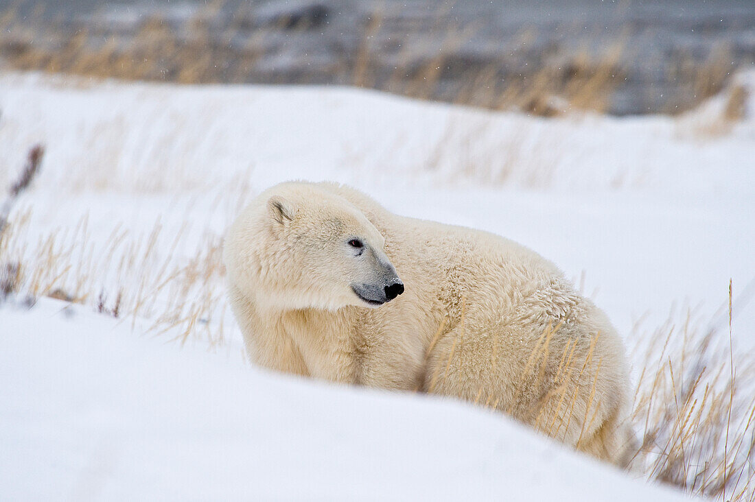 Eisbär (Ursa maritimus) auf dem Eis und Schnee der subarktischen Hudson Bay, Churchill, MB, Kanada